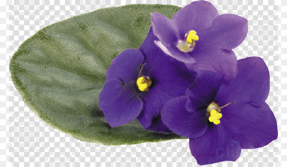 Fialka Clipart Viola Clip Art Chocolate Roll Sticks, Flower, Geranium, Plant, Petal Png