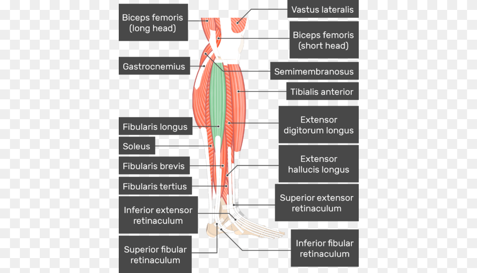 Fibularis Longus Muscle Attached To The Lower Limb Fibularis Muscles, Chart, Plot, Bow, Weapon Png Image