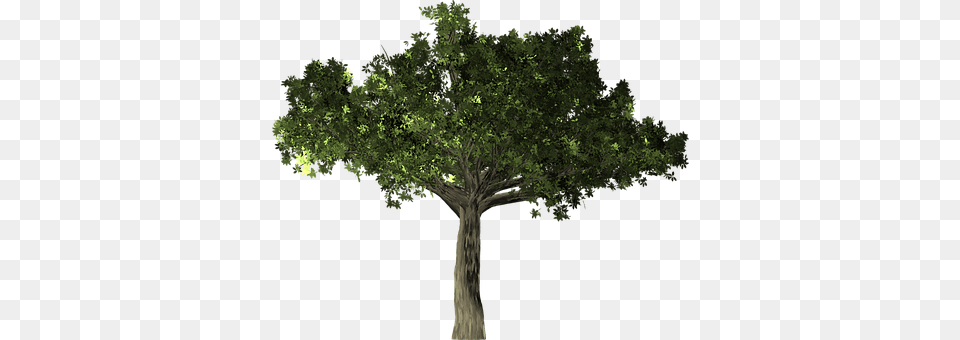 Ficus Oak, Plant, Sycamore, Tree Png Image