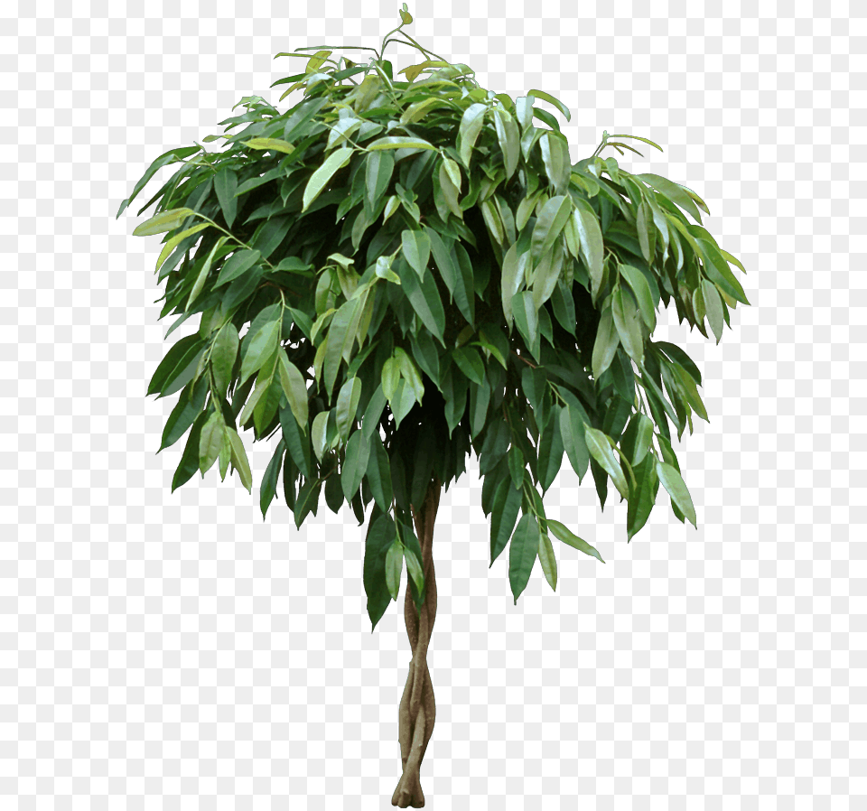 Ficus Amstel King Ficus, Leaf, Plant, Potted Plant, Tree Free Transparent Png