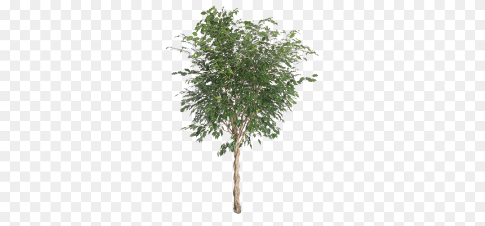 Ficus Benjamina River Birch, Oak, Plant, Sycamore, Tree Free Png Download