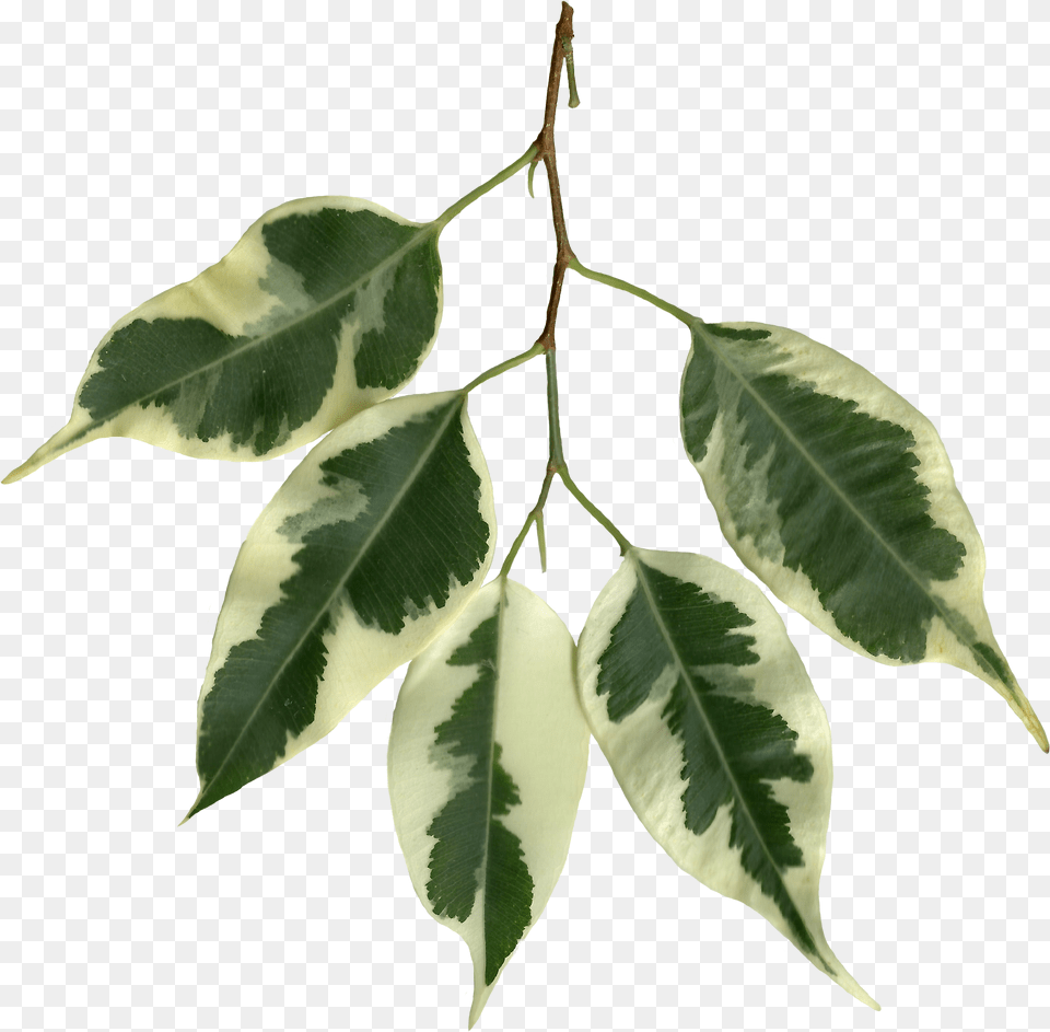 Ficus Benjamina Scanned Leaves Fig Leaves Transparent, Leaf, Plant, Tree, Annonaceae Free Png