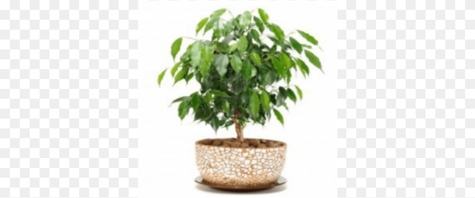 Ficus Benzamin Plants, Jar, Leaf, Plant, Planter Free Png