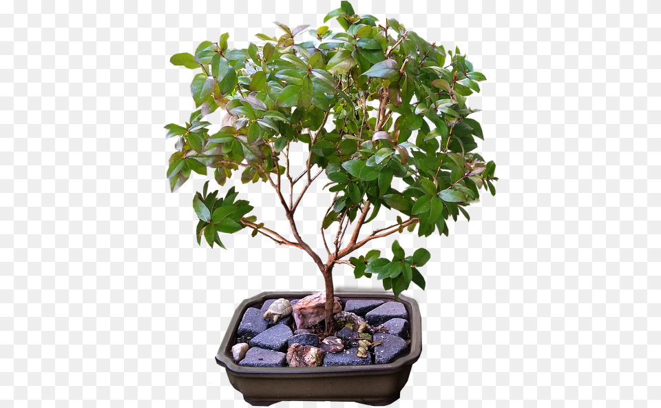 Ficus Bonsai Tree, Leaf, Plant, Potted Plant, Animal Png