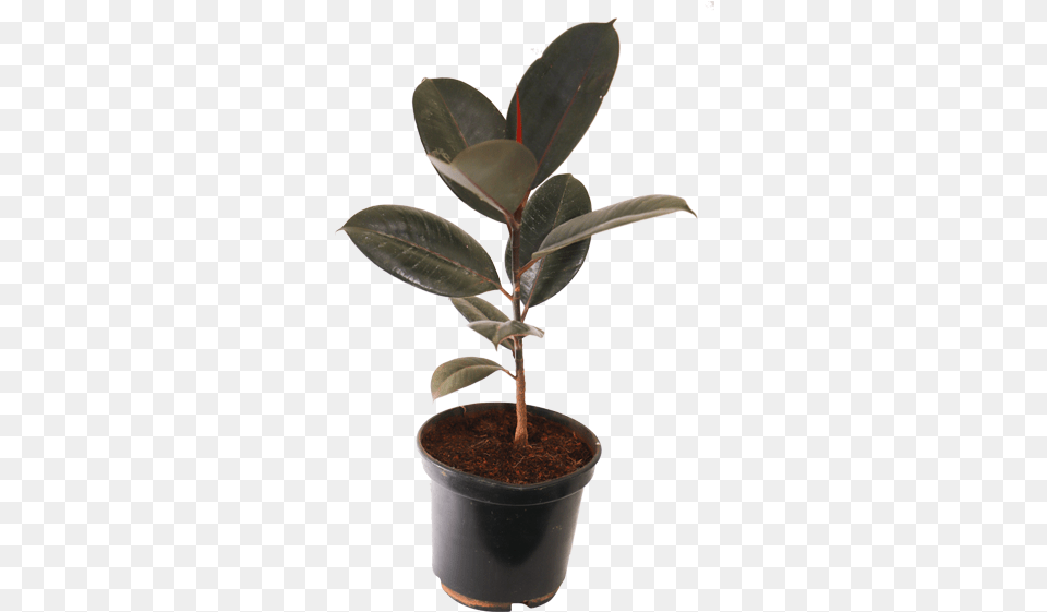 Ficus Elastica Decora Rubra Rubber Plant Burgundy Transparent Rubber Plant, Leaf, Potted Plant, Tree, Flower Free Png