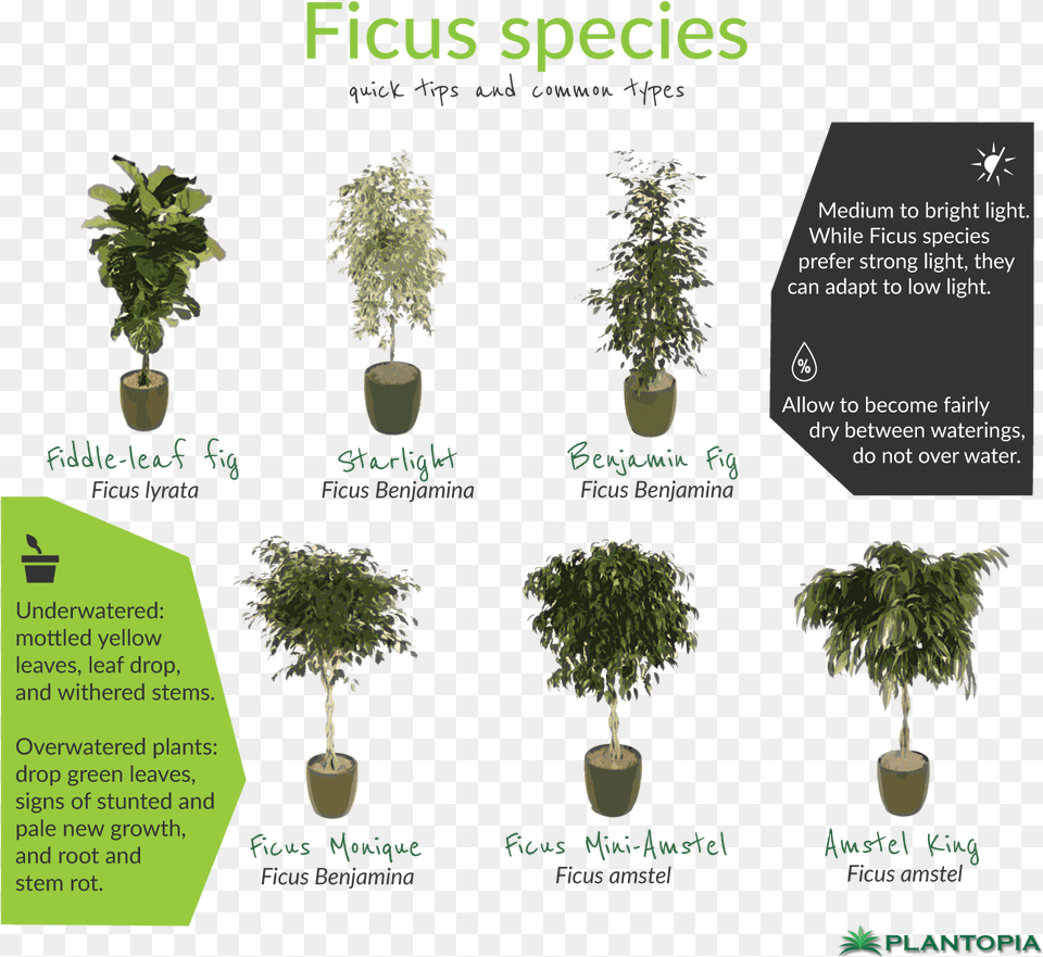 Ficus Facts And Care Bonsai, Planter, Vase, Tree, Jar Free Transparent Png