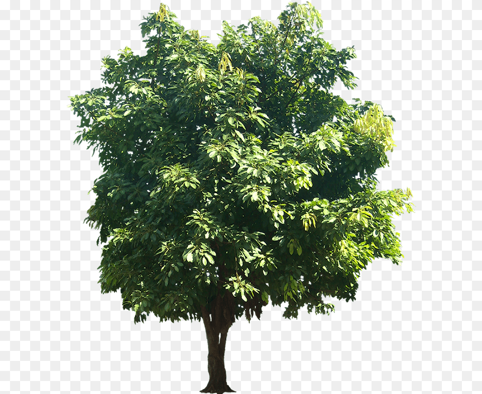 Ficus Infectoria Or Virens Ficus Religiosa, Plant, Tree, Maple, Leaf Free Transparent Png