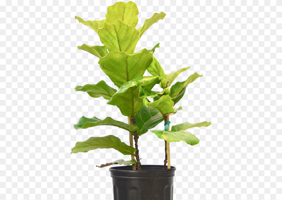 Ficus Lyrata Fiddle Leaf Fig Flowerpot, Plant, Potted Plant, Tree, Flower Free Png