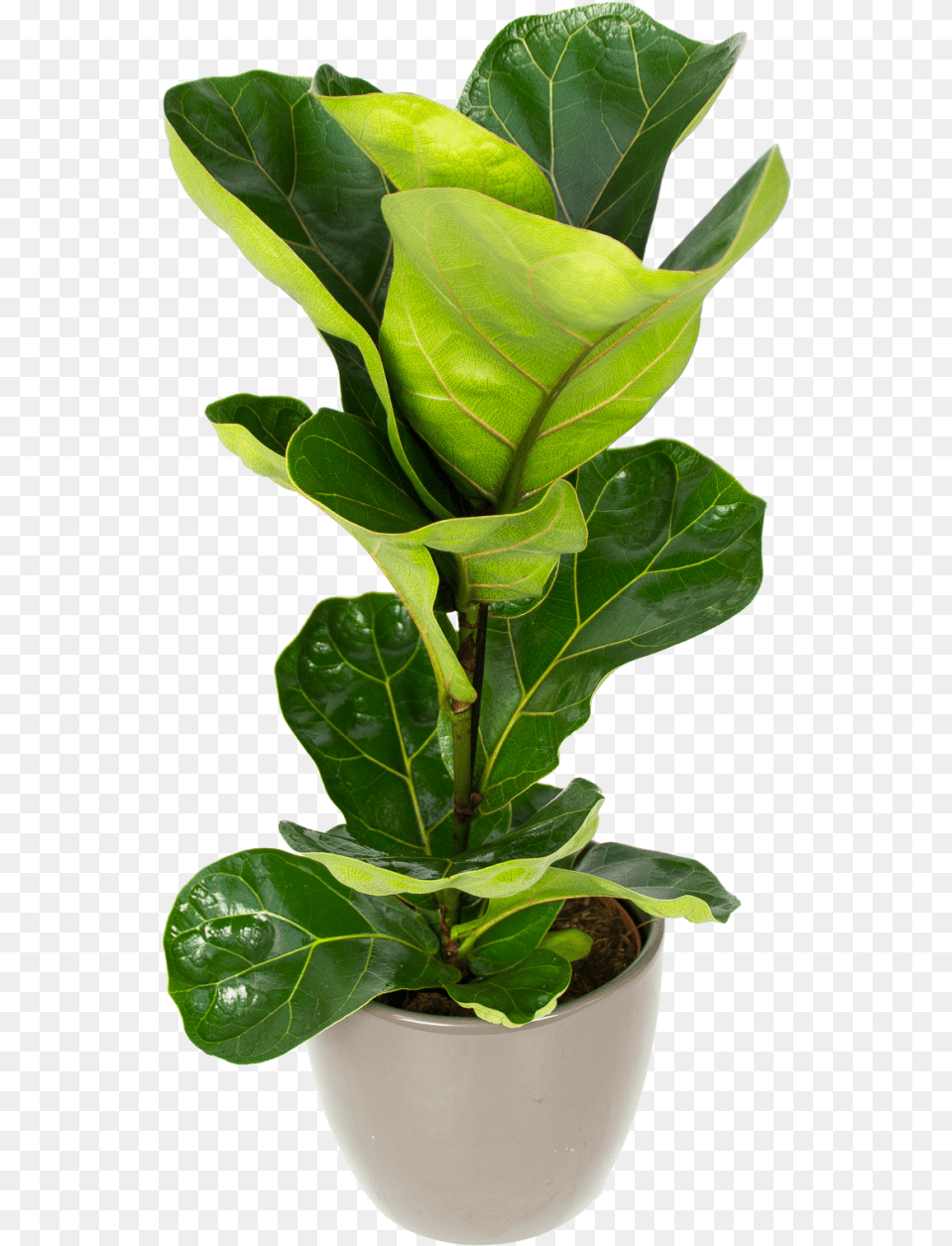 Ficus Lyrata Fiddle Leaf Fig Nz, Flower, Plant, Potted Plant, Flower Arrangement Png Image