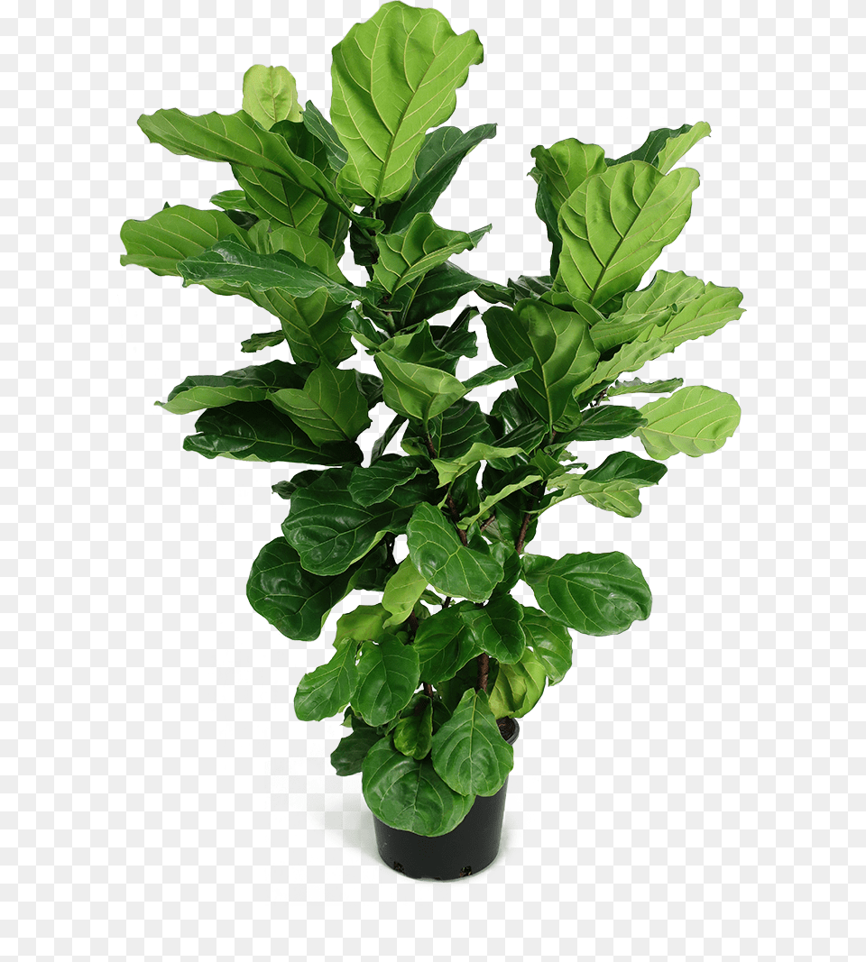 Ficus Lyrata Large Bush Fiddle Leaf Fig, Plant, Potted Plant, Food, Leafy Green Vegetable Png Image