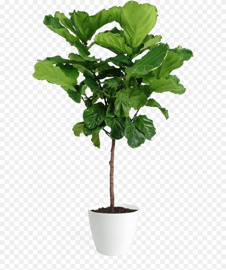 Ficus Lyrata Large Standard Fiddle Leaf Fig, Plant, Potted Plant, Tree, Flower Free Transparent Png