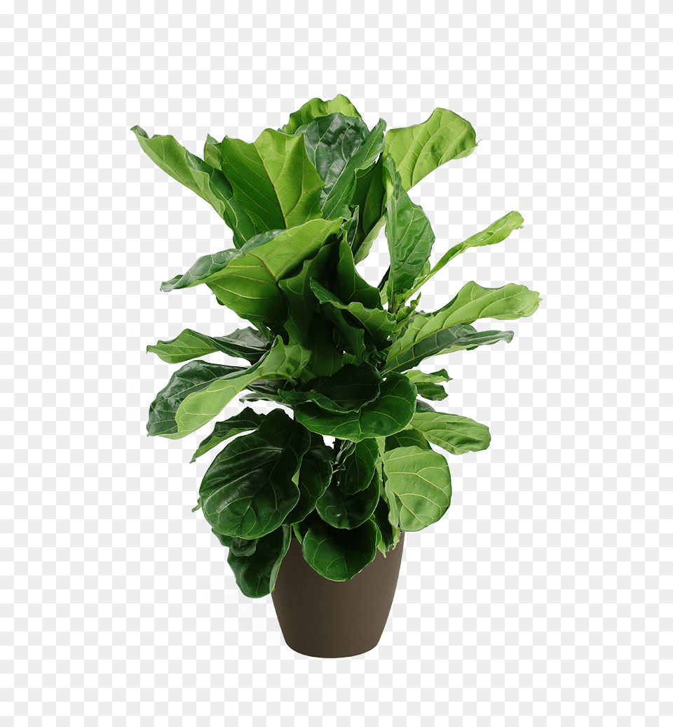Ficus Lyrata Small Bush Fiddle Leaf Fig, Potted Plant, Plant, Flower, Vase Free Png Download