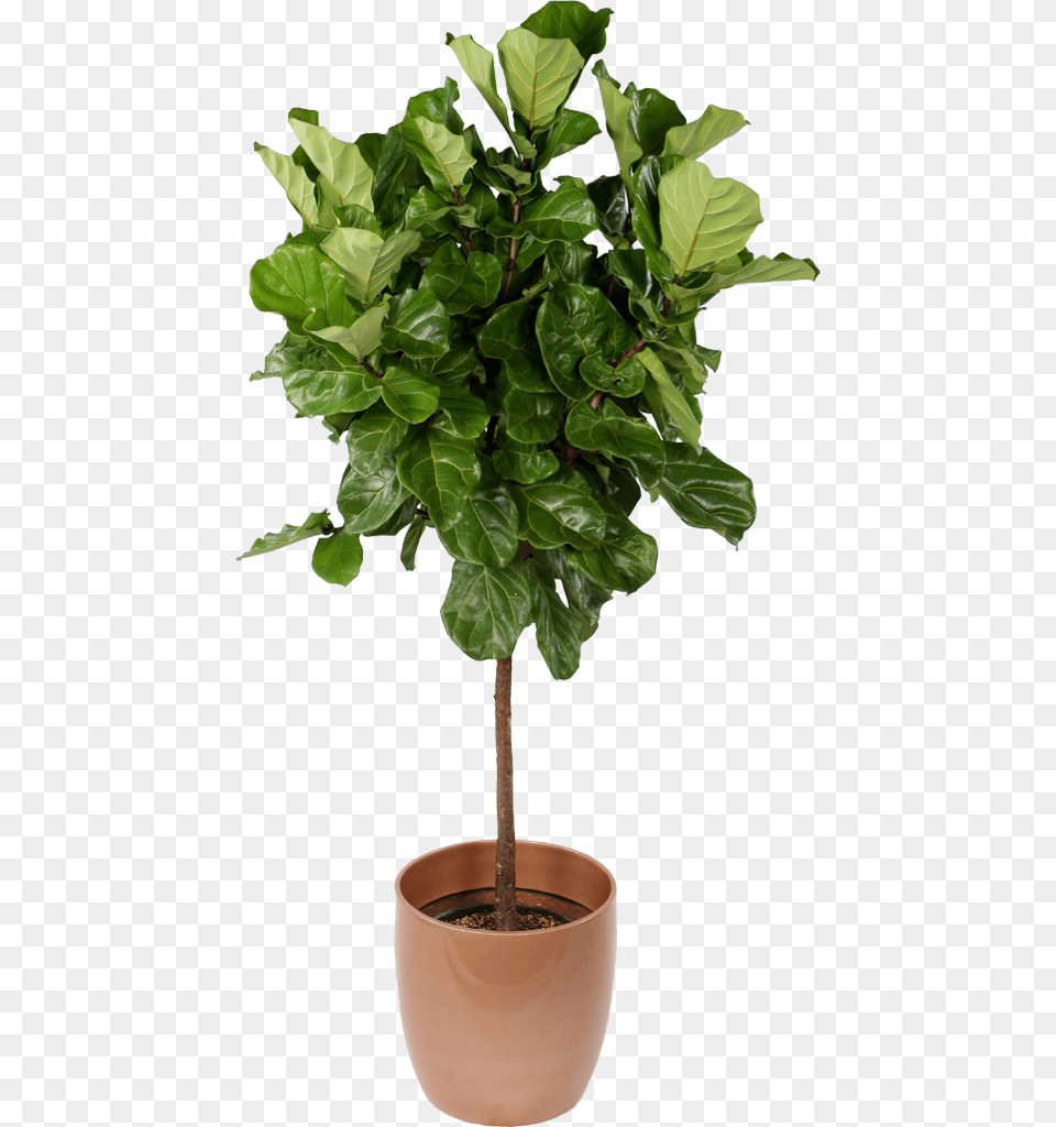 Ficus Lyrata Standard Interior Plants Indoor Office Plants Tree, Leaf, Plant, Potted Plant, Flower Free Transparent Png