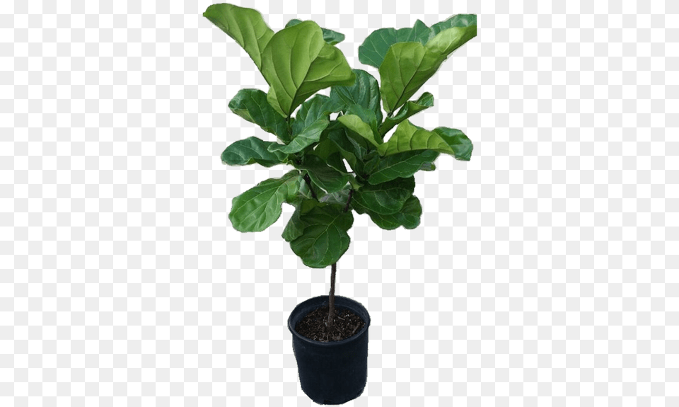 Ficus Lyrata Tree Plant In 12quot Pot Ficus Lyrata, Leaf, Potted Plant, Jar, Planter Png Image