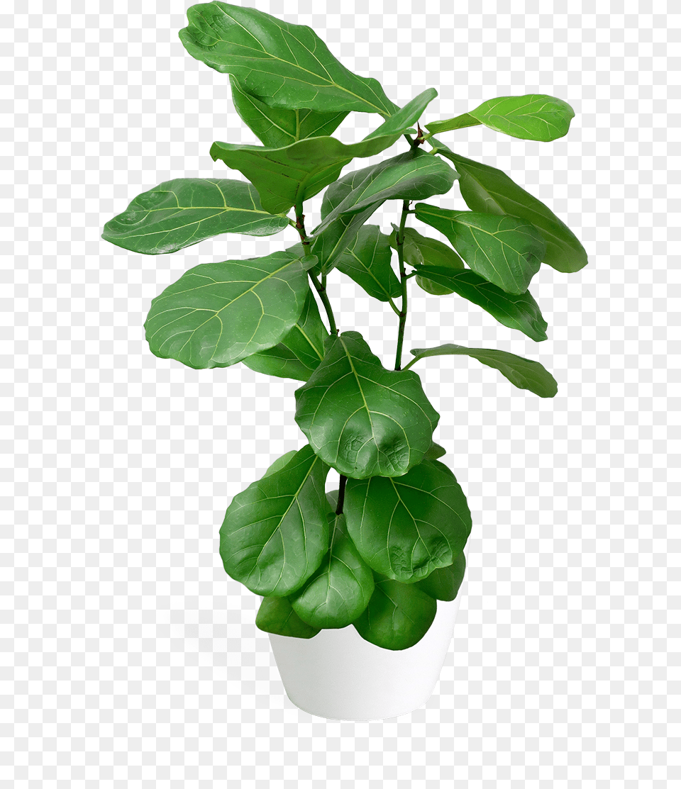Ficus Lyrata X Small Bush Fiddle Leaf Fig, Plant, Potted Plant, Tree, Herbal Free Png