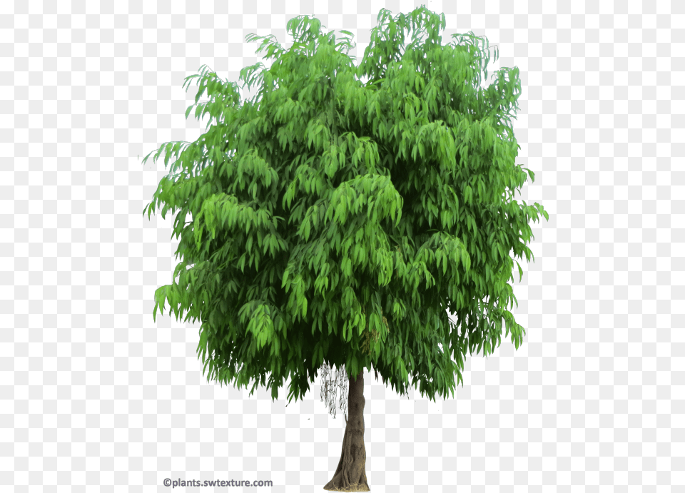 Ficus Maclellandii New Mexico Maple, Conifer, Plant, Tree, Vegetation Free Png