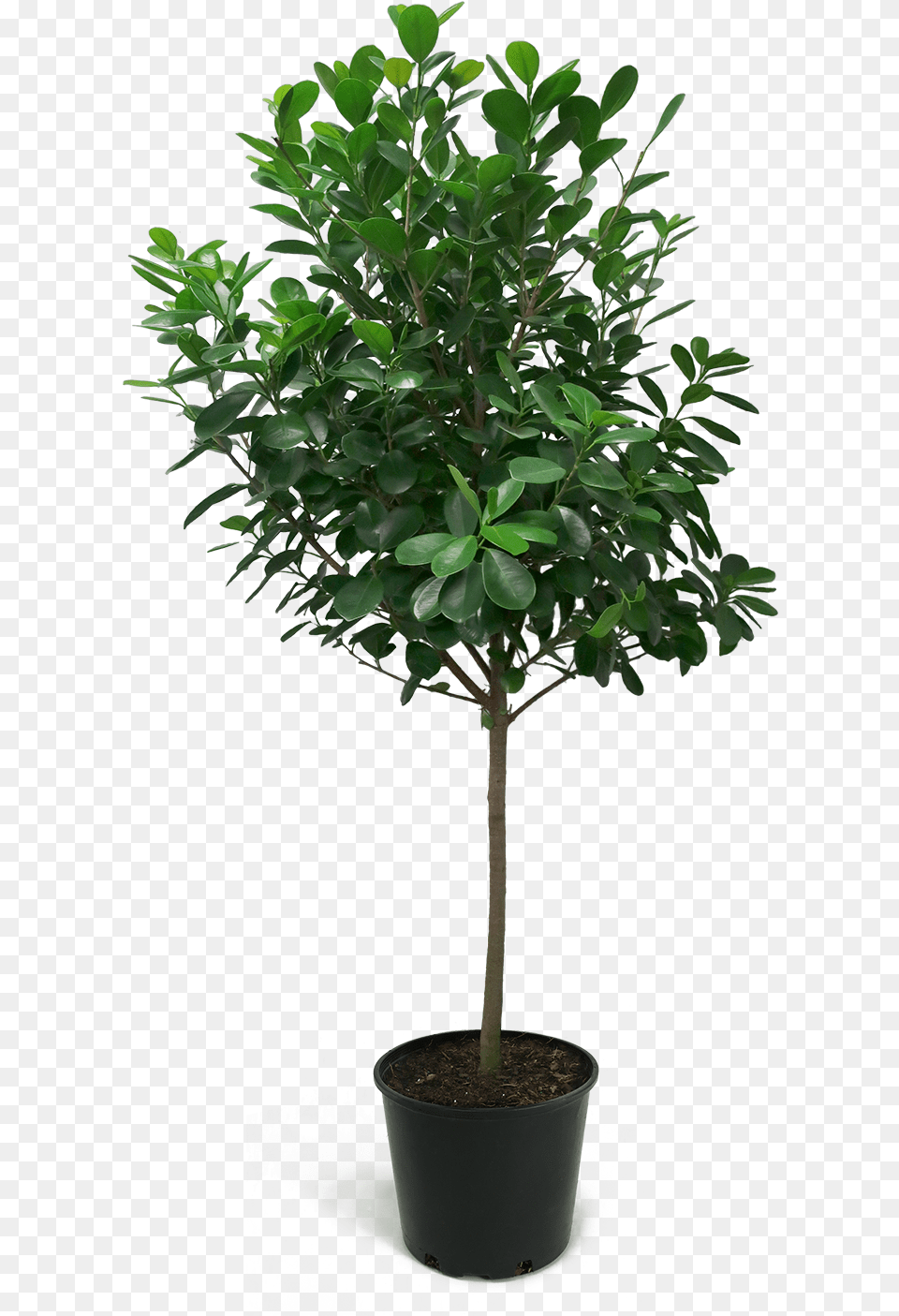 Ficus Moclame Large Fig Trees, Leaf, Plant, Potted Plant, Tree Free Png Download