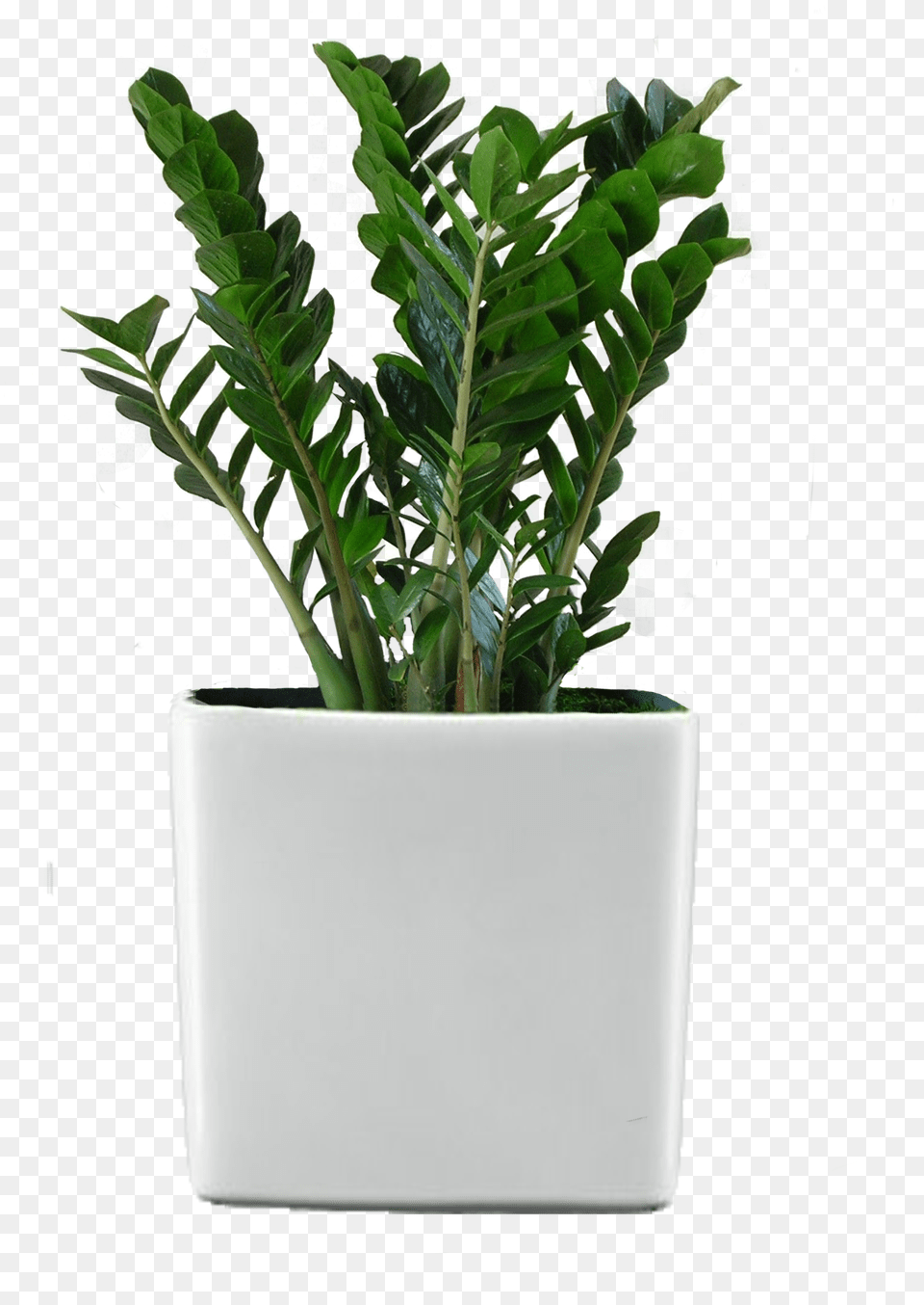 Ficus Retusa Houseplant Flower Garden Potted Plant Flower Potted Plant Transparent Background, Jar, Leaf, Planter, Potted Plant Png Image
