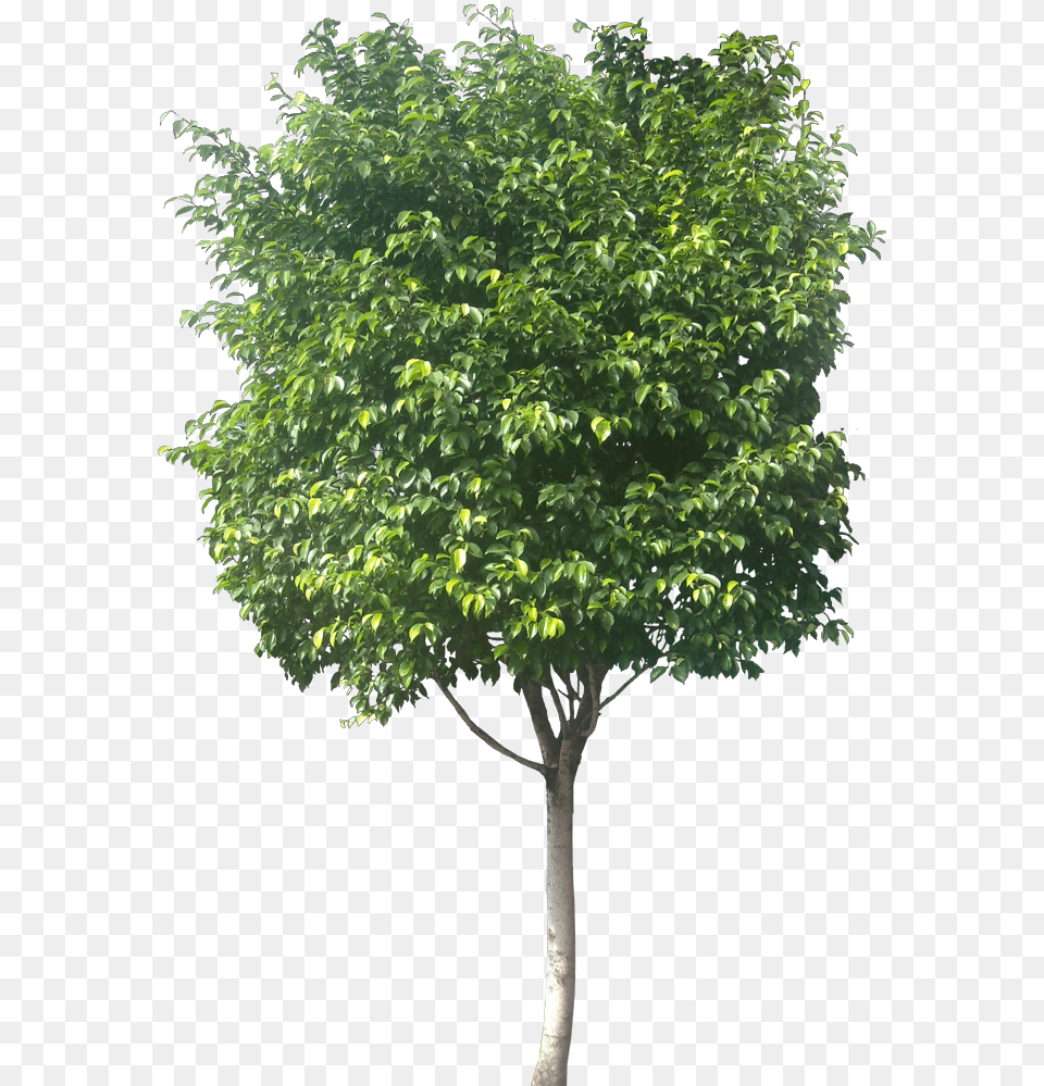 Ficus Tree, Leaf, Maple, Plant, Tree Trunk Png