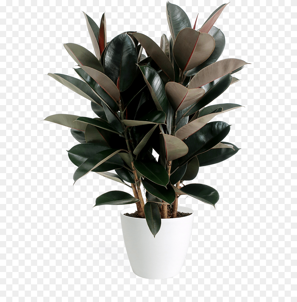 Ficus Tree, Flower, Leaf, Plant, Potted Plant Free Transparent Png