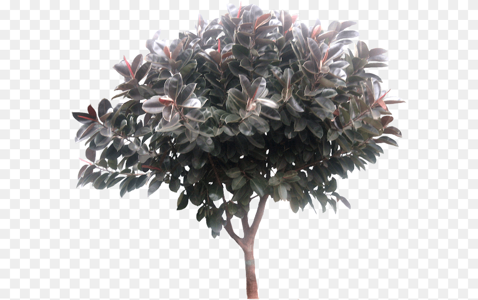 Ficus Tree Ficus Elastica Tree, Leaf, Plant, Potted Plant, Flower Free Png
