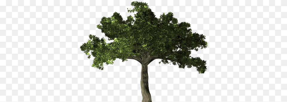 Ficus Tree Plant Microcarpa Banyan C Transparent Ficus Tree, Sycamore, Oak, Tree Trunk, Vegetation Free Png