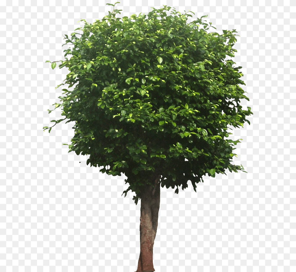 Ficus Tree Tree, Maple, Plant, Tree Trunk, Leaf Png