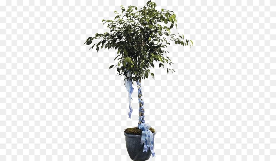Ficus Tree Weeping Fig, Plant, Potted Plant, Leaf, Bonsai Png