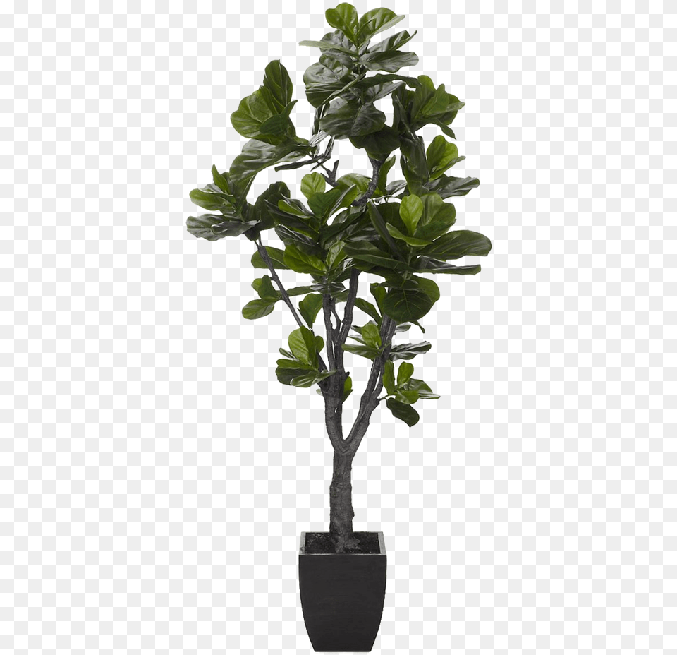 Fiddle Leaf 6 Image Fiddle Leaf Fig, Plant, Potted Plant, Tree, Flower Free Png