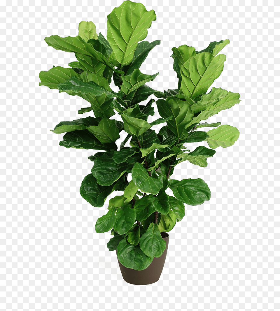 Fiddle Leaf Fig, Plant, Potted Plant, Food, Leafy Green Vegetable Png Image