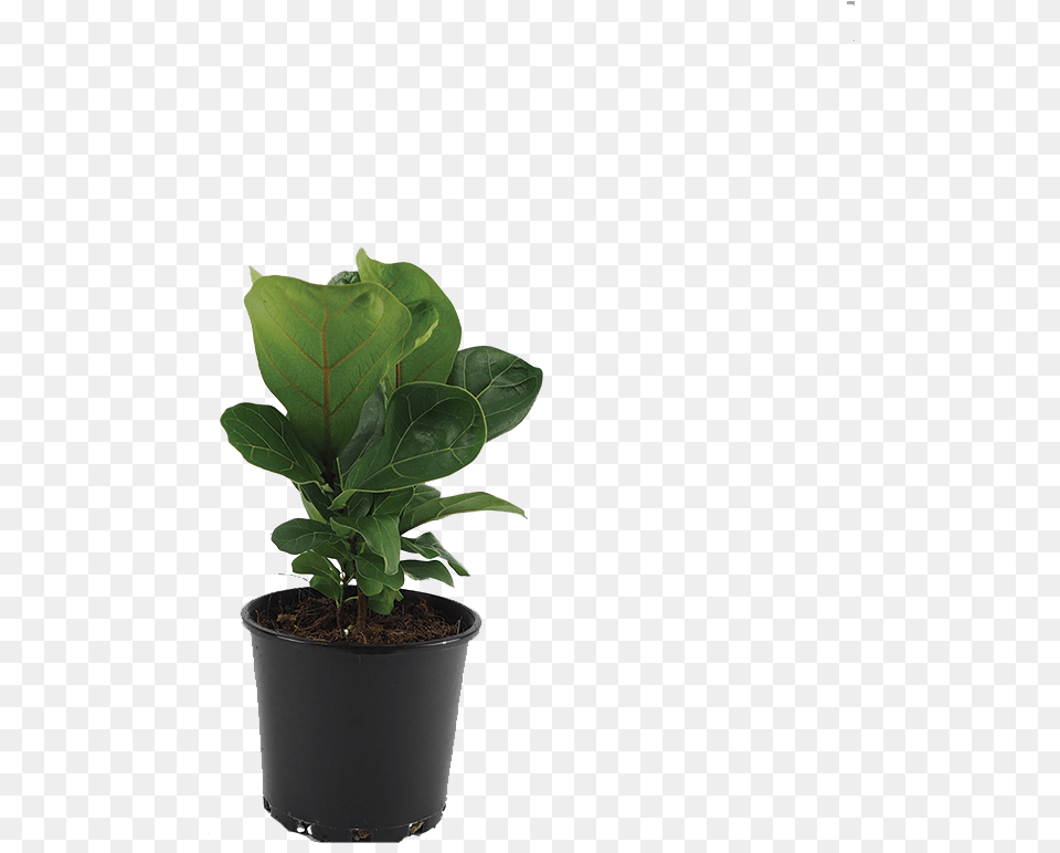 Fiddle Leaf Fig, Plant, Potted Plant, Tree, Flower Png Image