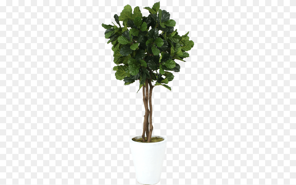 Fiddle Leaf Fig 2 Image Flowerpot, Plant, Potted Plant, Tree, Bonsai Png