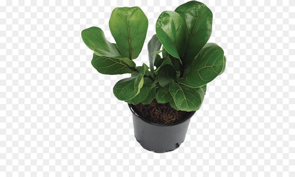 Fiddle Leaf Fig Flowerpot, Plant, Potted Plant, Soil, Flower Free Png Download