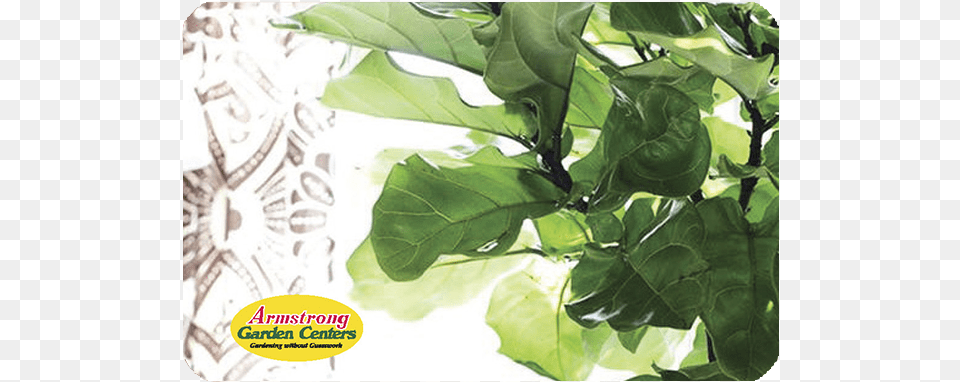 Fiddle Leaf Fig Gift Card Best Faux Fiddle Leaf Fig Tree, Plant, Food, Produce, Leafy Green Vegetable Free Transparent Png