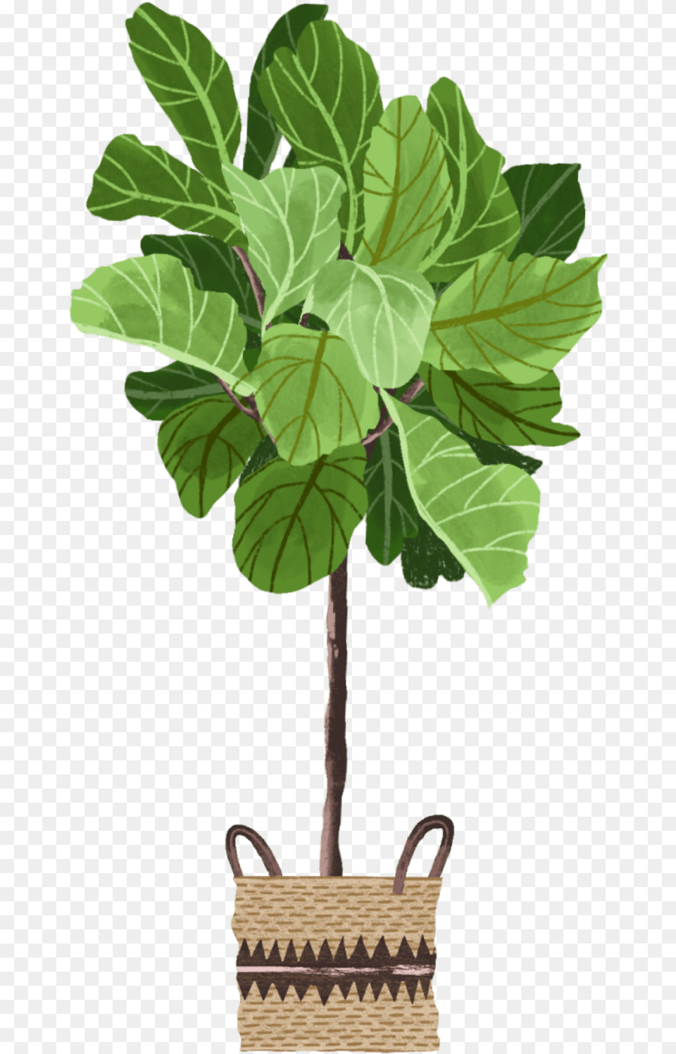 Fiddle Leaf Fig Storage Basket, Green, Plant, Potted Plant, Tree Png