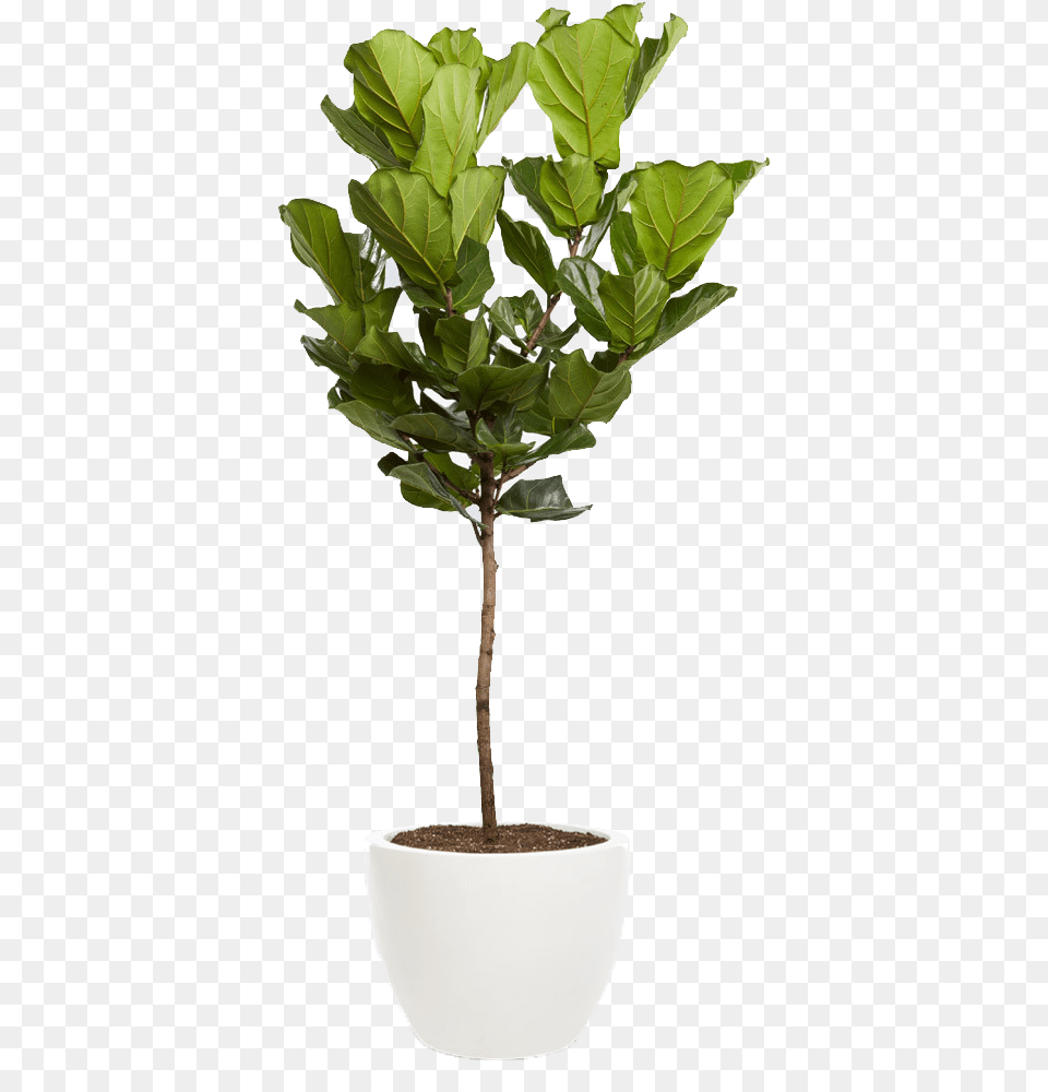 Fiddle Leaf Fig Tree, Plant, Potted Plant Free Png Download