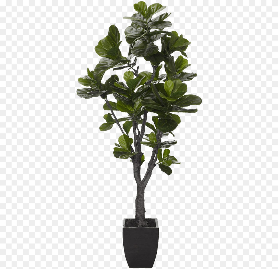 Fiddle Leaf Fig Tree Download Fiddle Leaf Fig Fake, Plant, Potted Plant, Flower, Geranium Png Image