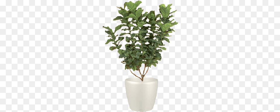 Fiddle Leaf Fig Tree Fiddle Leaf Fig, Jar, Plant, Planter, Potted Plant Free Png Download