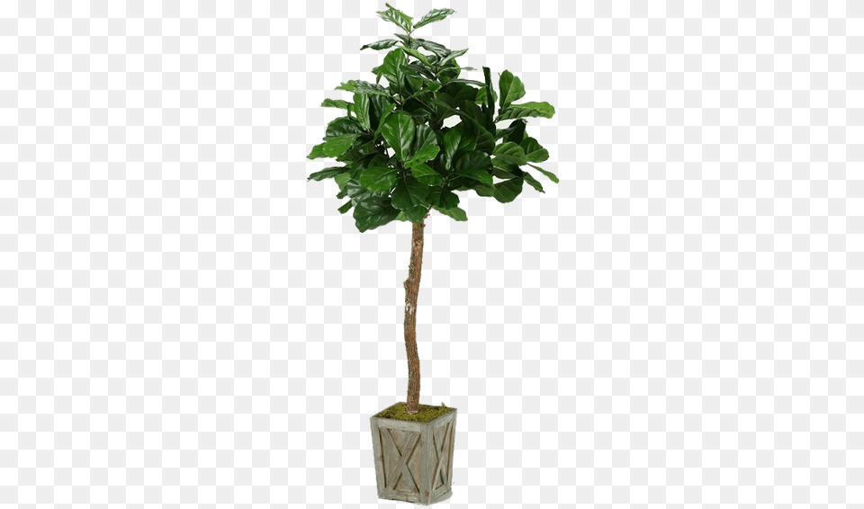 Fiddle Leaf Fig Tree In Planter Bay Isle Home Fiddle Leaf Fig Tree, Palm Tree, Plant, Potted Plant, Vase Free Png