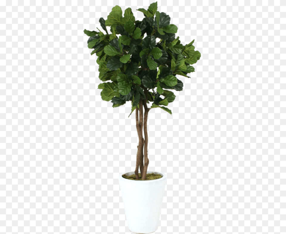 Fiddle Leaf Tree Transparent, Plant, Potted Plant, Bonsai Free Png Download