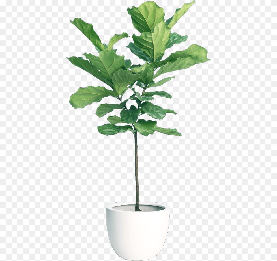 Fiddleleaf Fig Indoor Plants, Jar, Leaf, Plant, Planter Free Png Download