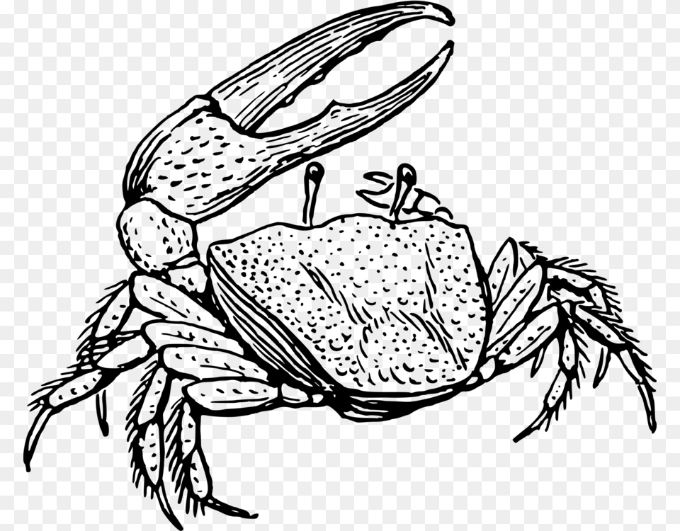 Fiddler Crab Drawing Decapoda Line Art, Gray Free Transparent Png
