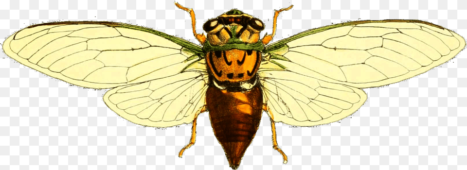 Fidicina Mannifera, Animal, Bee, Insect, Invertebrate Png