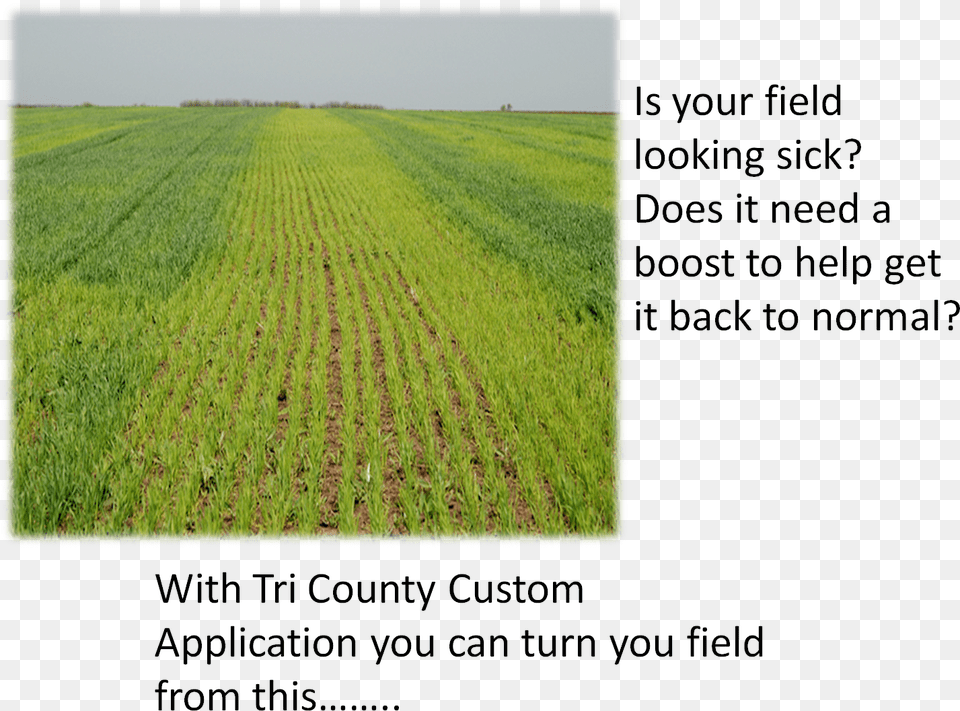 Field, Nature, Outdoors, Countryside, Plant Png