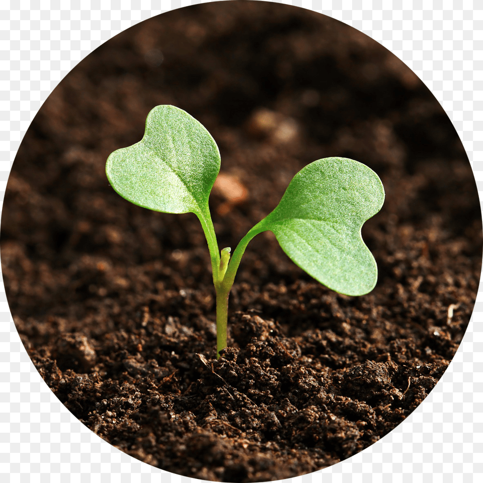 Field Leaf, Plant, Soil, Sprout Free Transparent Png