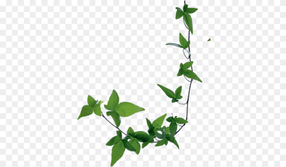 Field Balm Hera Planta, Leaf, Plant, Vine Free Transparent Png