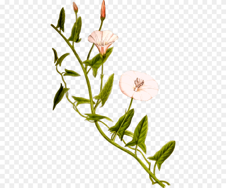Field Bindweed Bindweed, Flower, Herbal, Herbs, Leaf Png