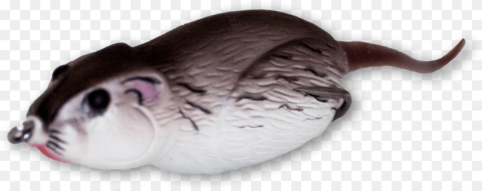 Field Brown, Animal, Fish, Sea Life, Mammal Png Image