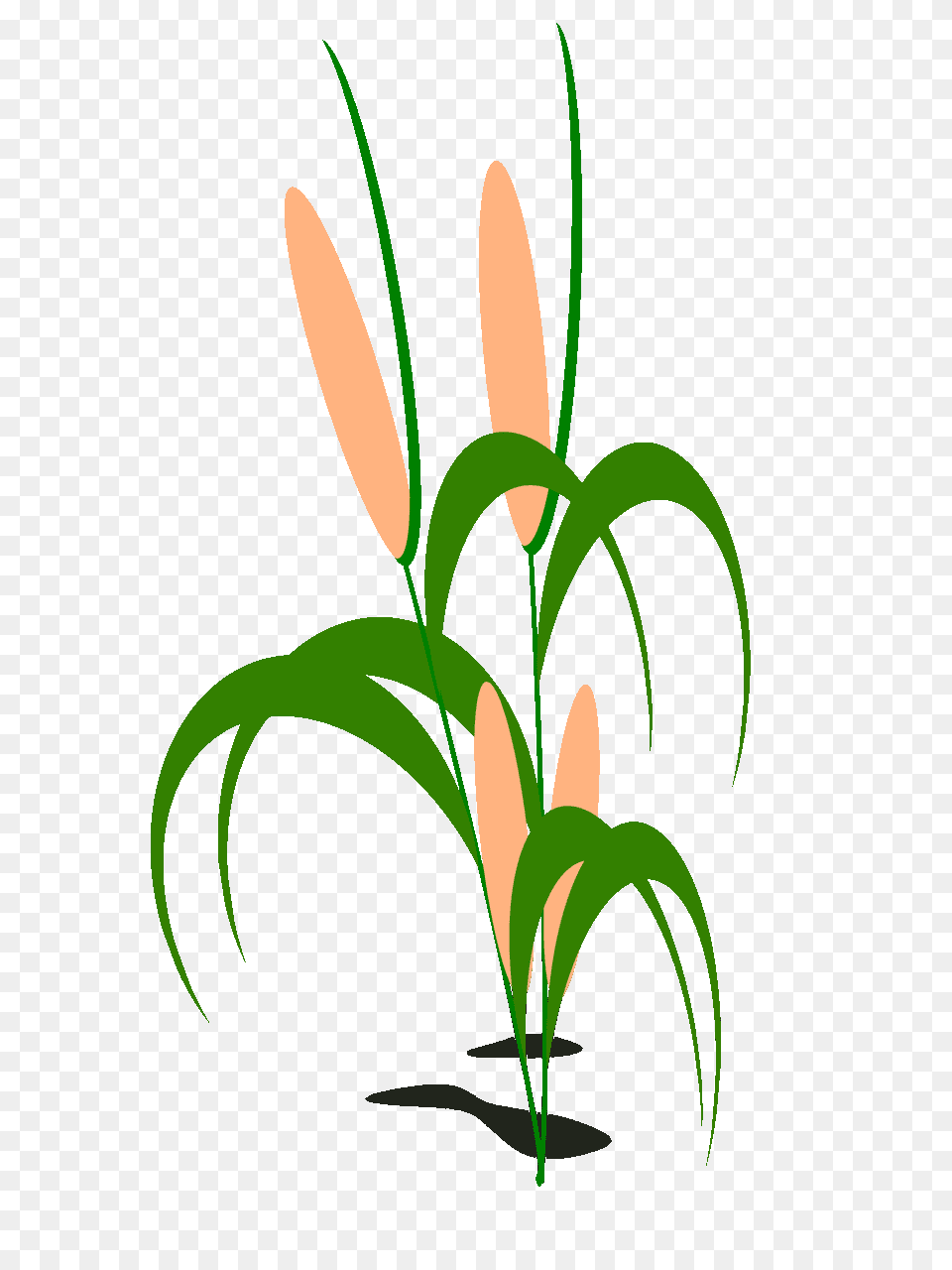 Field Clipart, Flower, Green, Plant, Grass Free Png