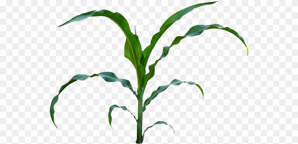 Field Clipart Cornfield Field Corn Plant Illustration, Leaf Png